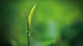 這片樹葉，改變了世界！