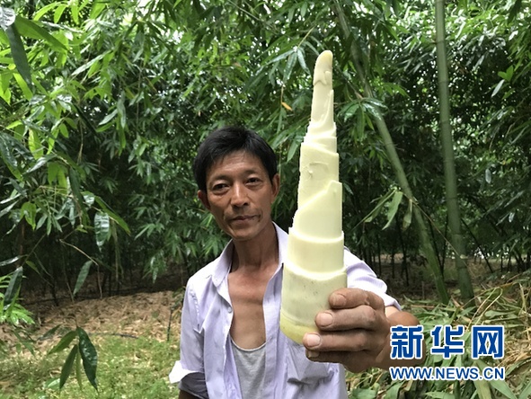 涪陵榨菜+三峽筍 農村經濟帶動當?shù)剞r戶走出致富路