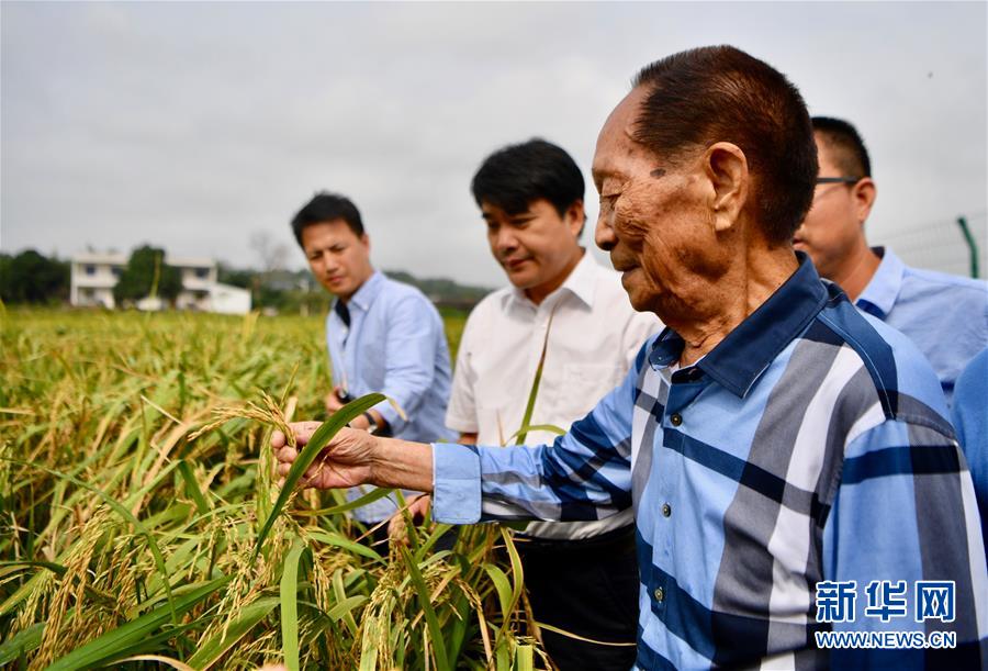 （新華視點(diǎn)·圖文互動(dòng)）（2）國(guó)家科技獎(jiǎng)3項(xiàng)授予“水稻科學(xué)家”，預(yù)示百姓飯碗將發(fā)生哪些革命？