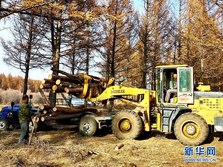 （新華全媒頭條·圖文互動）（7）那一抹綠色，走進越來越多人心里——河北塞罕壩續(xù)寫新時代綠色傳奇