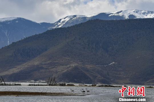 圖為在納帕海濕地棲息的候鳥。　劉冉陽 攝