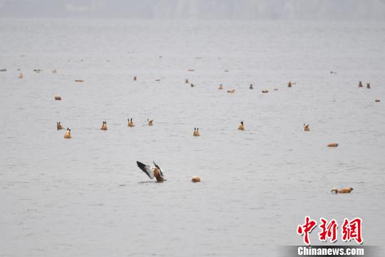 圖為在納帕海濕地棲息的候鳥?！⑷疥?攝