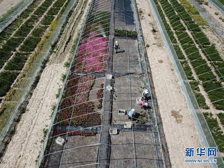 （新華全媒頭條·走向我們的小康生活·圖文互動(dòng)）（1）“苦甲”不再，“甘味”綿長(zhǎng)——脫貧攻堅(jiān)的甘肅味道