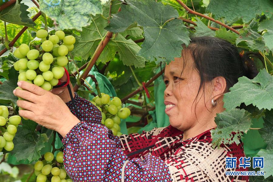 （決戰(zhàn)決勝脫貧攻堅·圖文互動）（2）同飲一江水 攜手“斬窮根”——深圳對口廣西河池、百色扶貧協(xié)作見聞