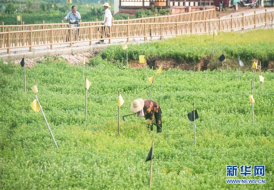 （新華全媒頭條·走向我們的小康生活·圖文互動(dòng)）（9）特殊之年，荊楚大地書寫不平凡的答卷