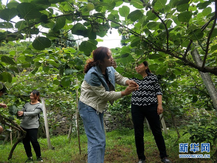 （新華全媒頭條·圖文互動）（10）初夏，循著總書記的腳步探訪產(chǎn)業(yè)扶貧新事