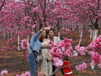 櫻花漫山，一份14年的等待