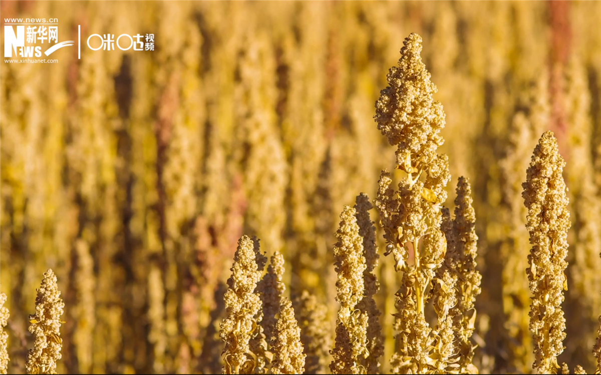 藜麥有極強(qiáng)的環(huán)境適應(yīng)能力和低成本、高回報(bào)的種植模式