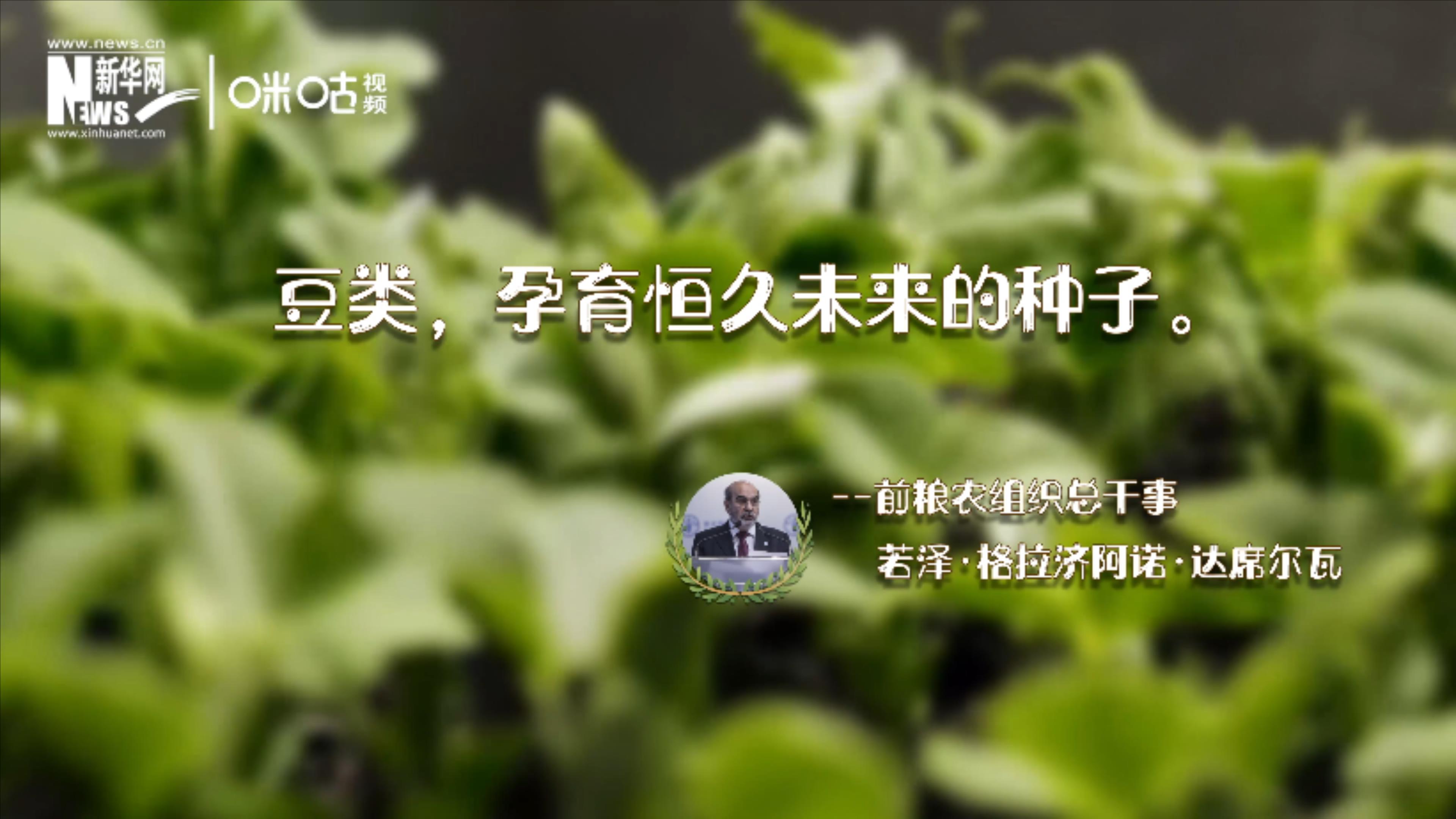 豆類，孕育恒久未來的種子