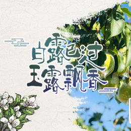 白露已過，玉露飄香