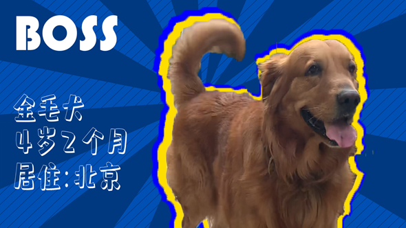 有效拴繩&科學遛狗——如何文明養(yǎng)犬？“撿屎官”們快看過來！
