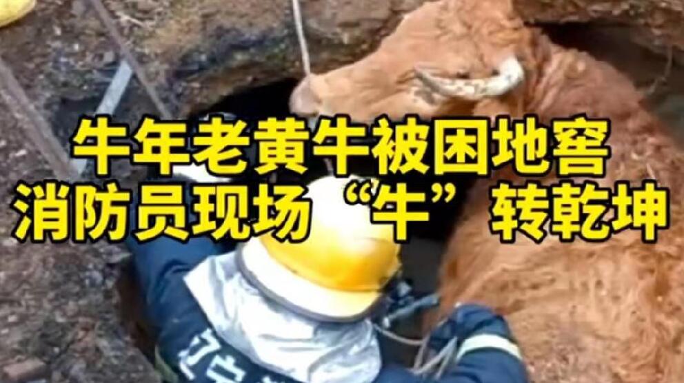 牛年老黃牛被困地窖，消防員現(xiàn)場(chǎng)“牛”轉(zhuǎn)乾坤！