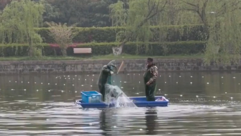 別人家的學(xué)校！安師大請師生吃一萬斤魚
